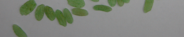 Galerientag im Mannheimer Kunstverein, Nan Hoover, Susanna Niederer