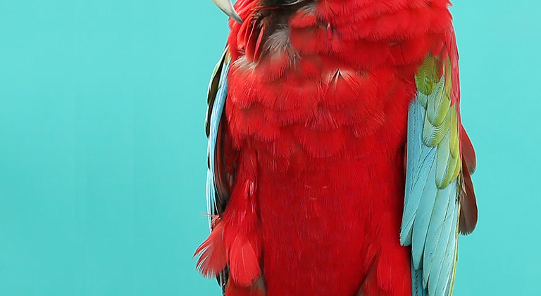 HASHTAG, Julius Brauckmann, Susan Donath, Tobias Wenzel, Via Lewandowsky, Bertrand Fournier