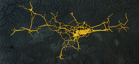 Ken'ichiro Taniguchi Torstr. 96, Berlin, Germany -II